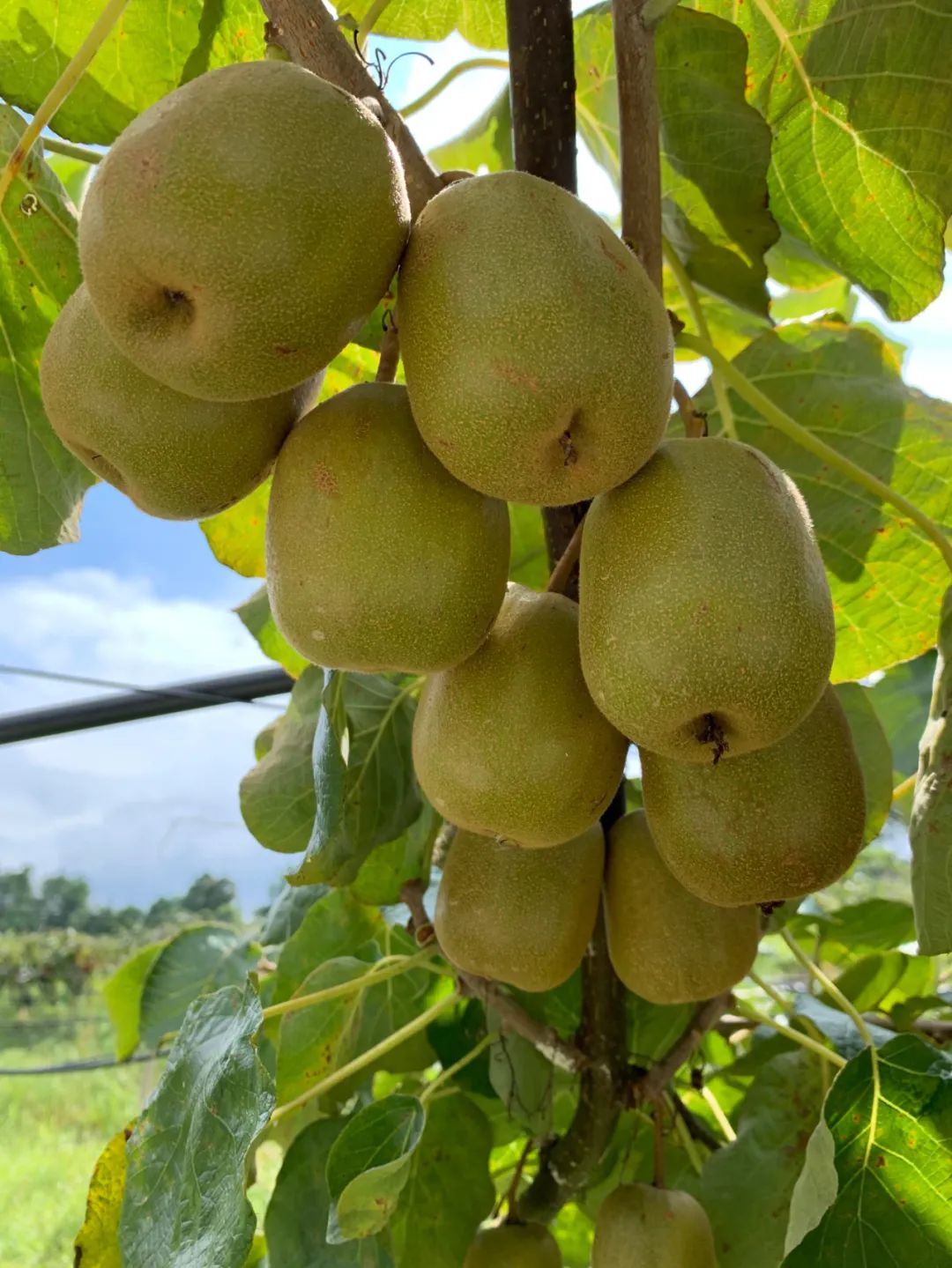 摘起东温泉的红心猕猴桃新鲜上市鲜嫩软甜超多汁