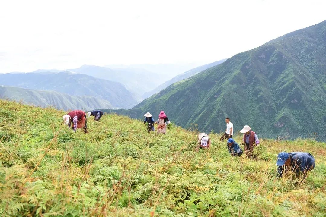 脱贫故事扎根基层返乡创业的致富带头人