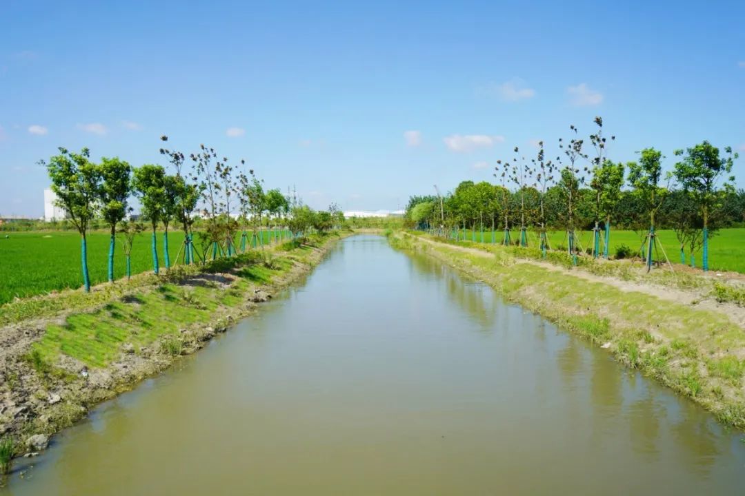刷新颜值金山这里的12条河道整容成功未来还将有大动作