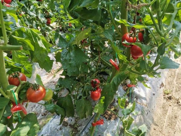 黑山村种植的"嘎啦果"西红柿&nbsp; 曾令悦 摄