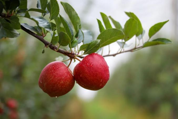 果园飘香,一个个红彤彤,水灵灵,香喷喷的鲜嫩苹果坠弯了树枝