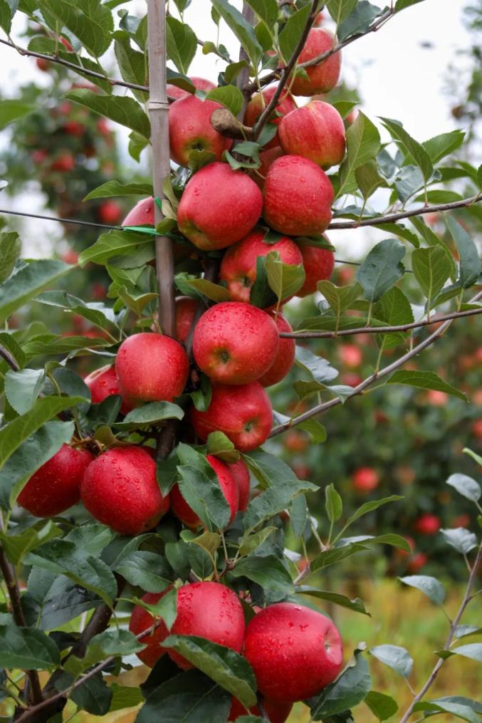 威宁早熟苹果迎来丰收季
