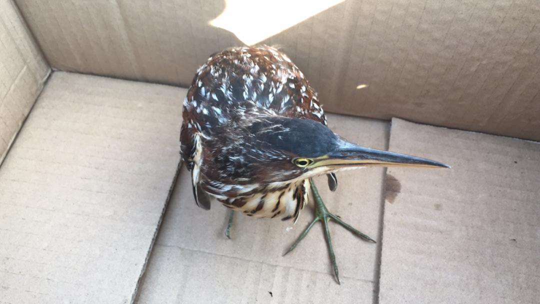 嘴比头长还咬人!呼和浩特市民发现罕见怪鸟