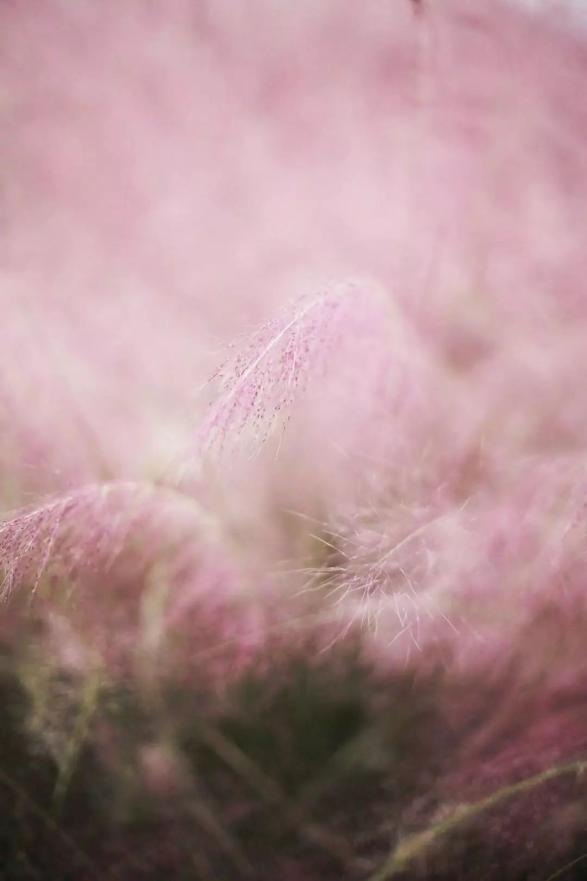 当季网红草来袭这些地方的梦幻粉黛等你来打卡