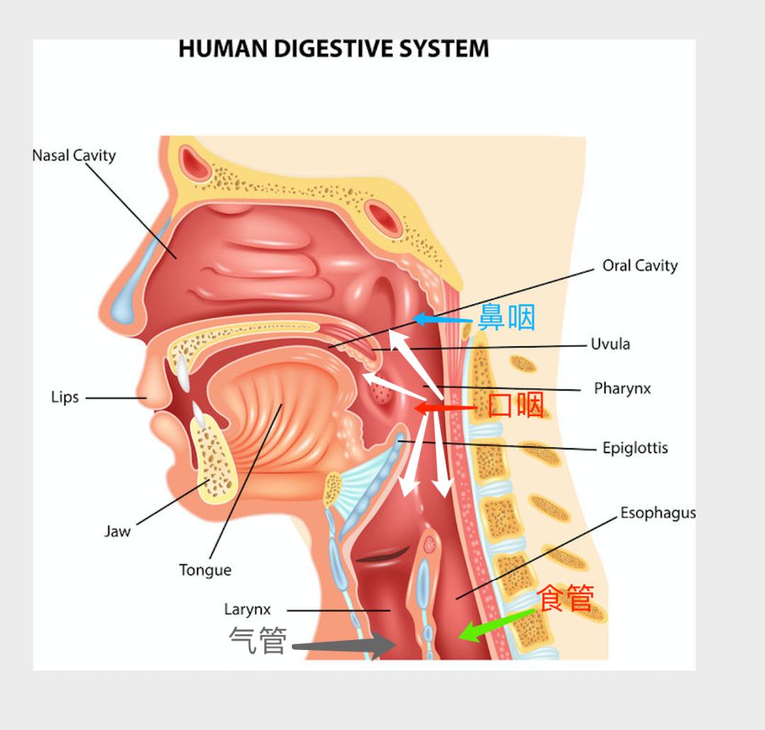 咽喉管道图图片