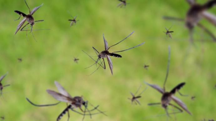 释放转基因蚊子阻止蚊媒疾病，存在哪些未知风险？