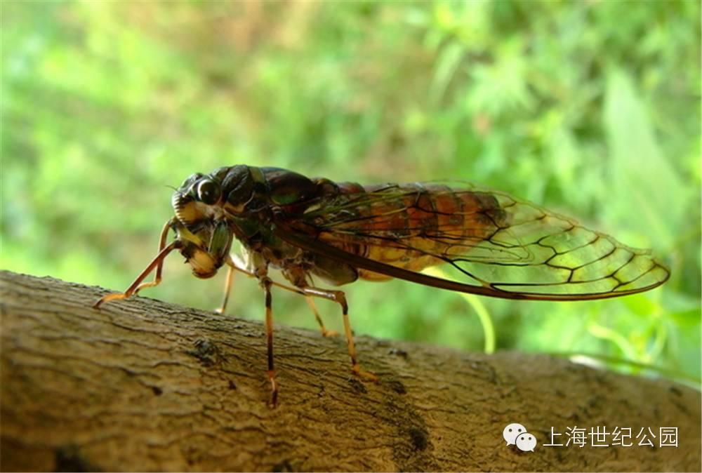 蝉,又叫知了,半翅目蝉科,头部宽而短,腿节粗壮发达,雄蝉会鸣叫,并且其