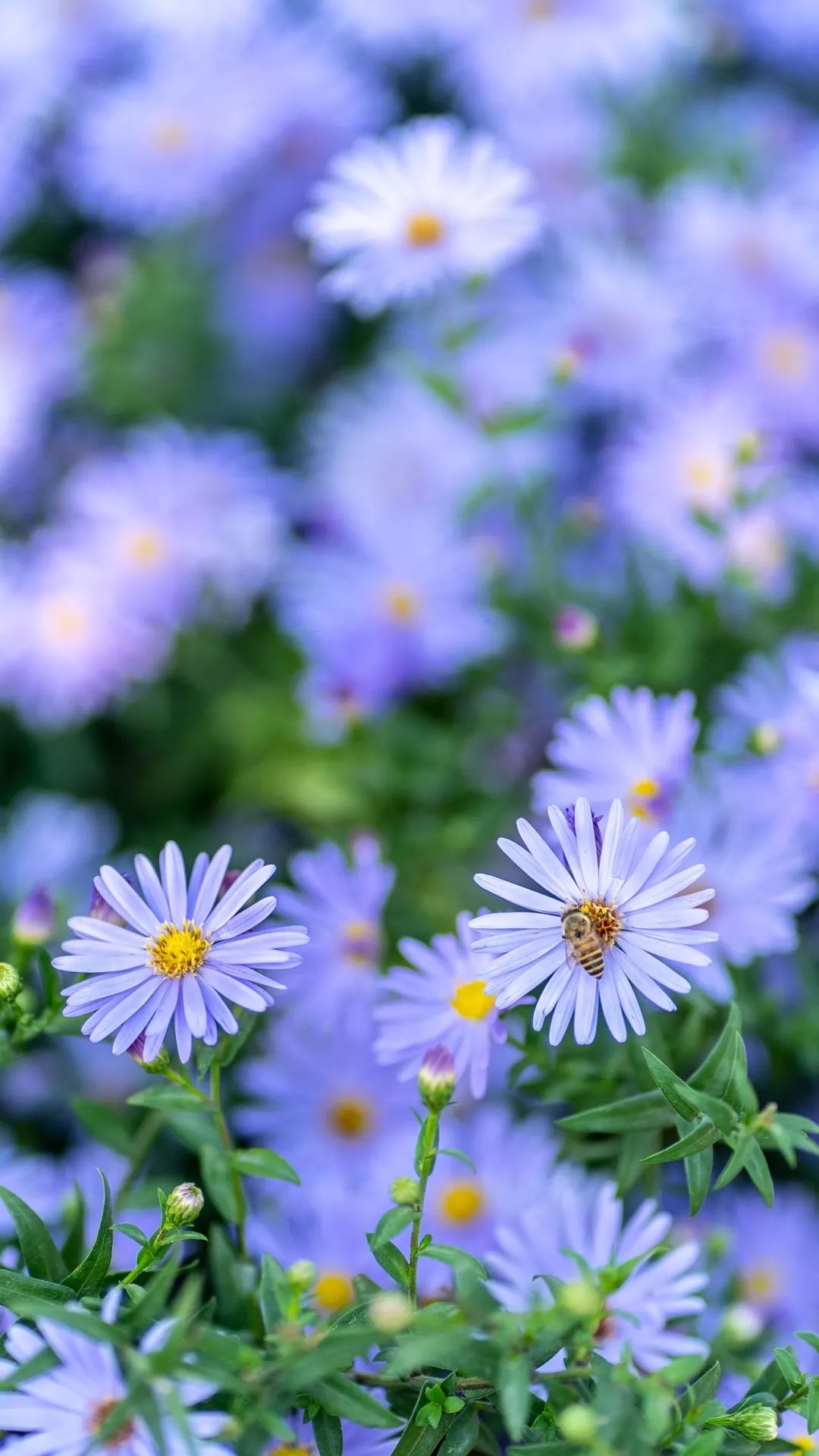 23秋日的盛宴@silentkim#24落叶与天空@h #25傍晚的荷兰菊@h 看二