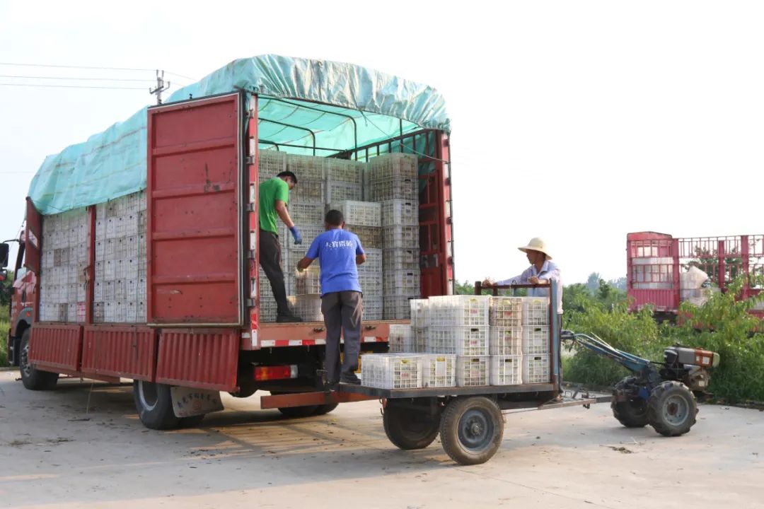 龙泉官庄五姑洞漫山遍野黄金桃