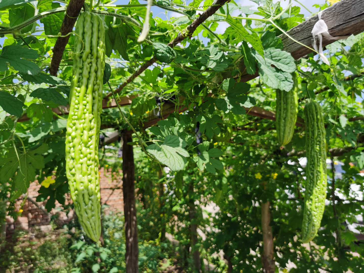 富裕小菜园经纪人开辟增收路