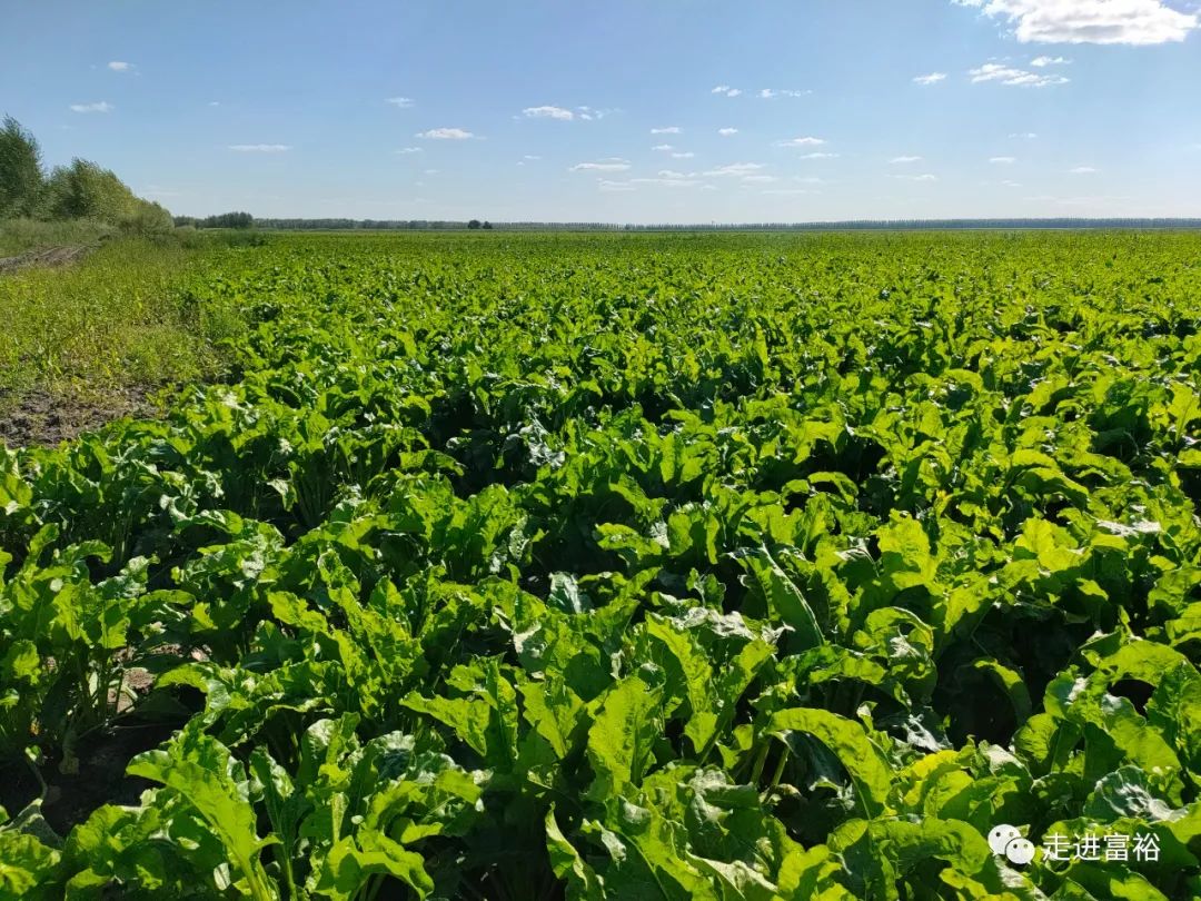 丰收在望的甜菜