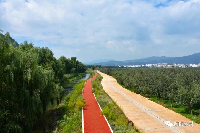 昭阳区洒渔镇万亩早熟苹果大量上市!