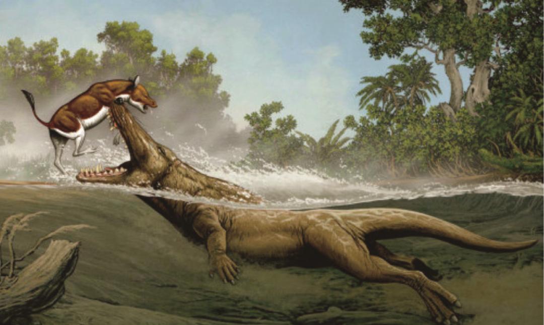 陆走鲸正在捕食库奇鲸库奇鲸( kutchicetus ),又名喀曲鲸,意为"小个子