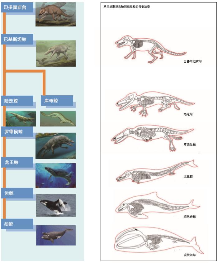 河马进化演变图图片