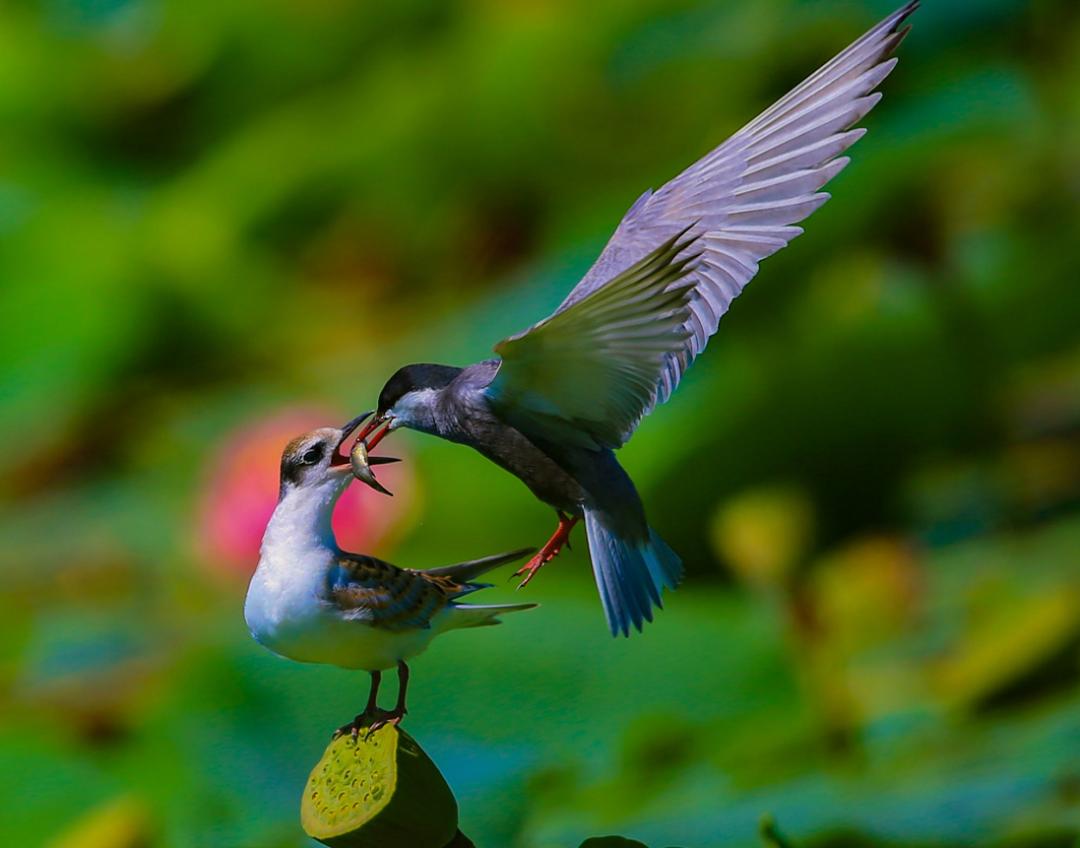 美好温情来看这组记者奔波几年才抓拍到的鸟儿哺育画面