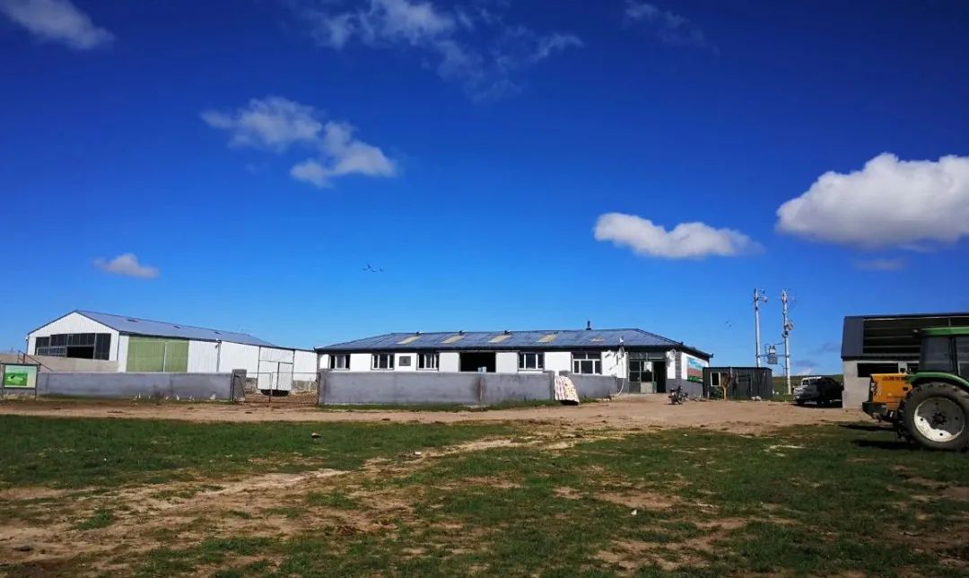 养这种牛的牧民今年收入将超百万