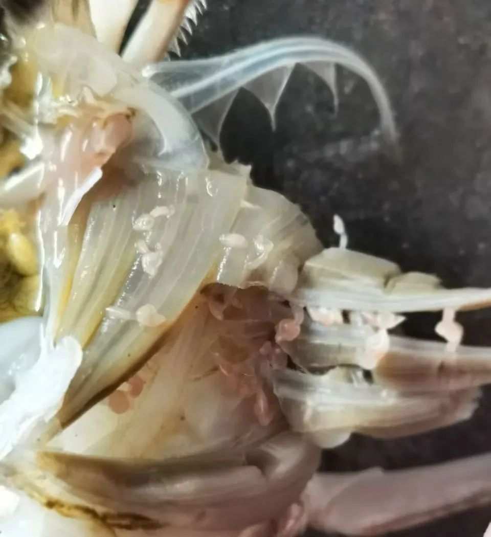 梭子蟹白色条状像蛔虫图片