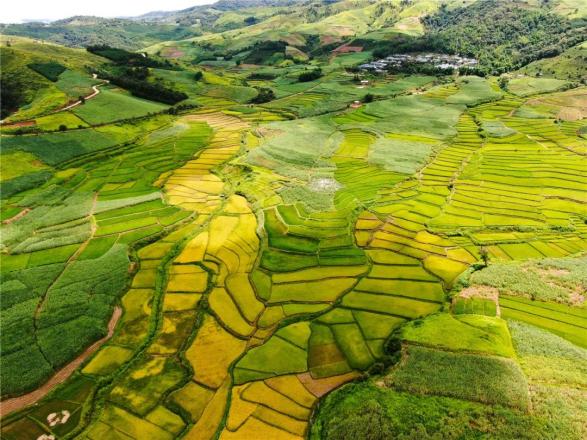 如梦如画勐海坝卡秋色美