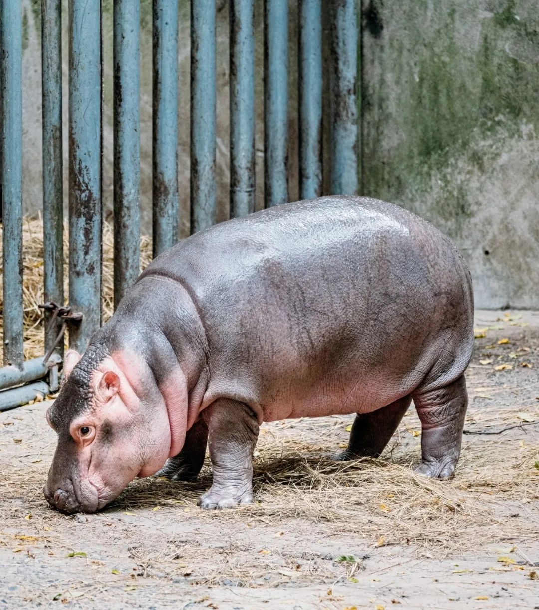 295斤的小憨憨刚和妈妈"小东西"从室内来到室外的时候,"喜蛋"有点害怕