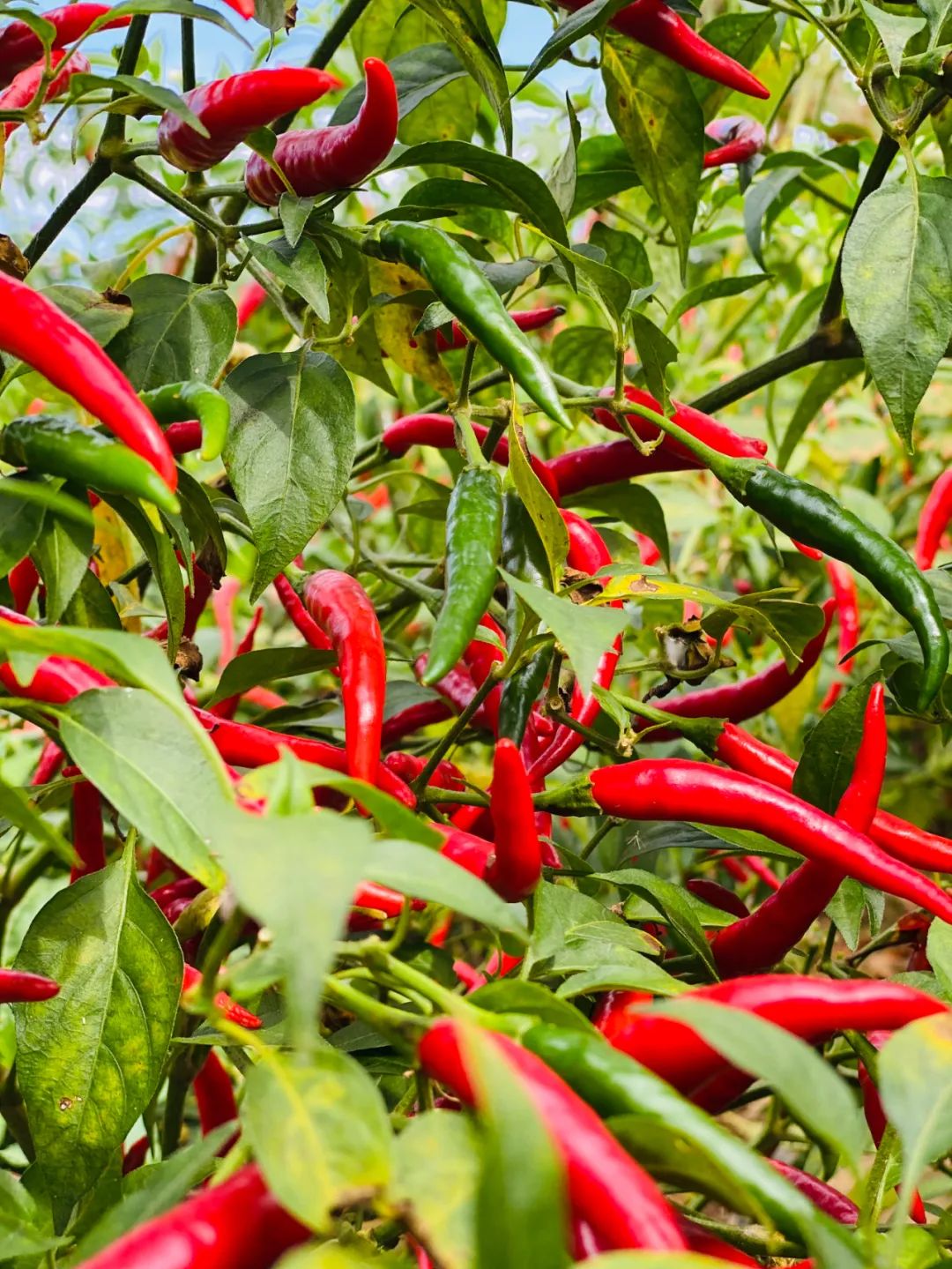 辣上天!巨鹿1000亩朝天椒"红"了
