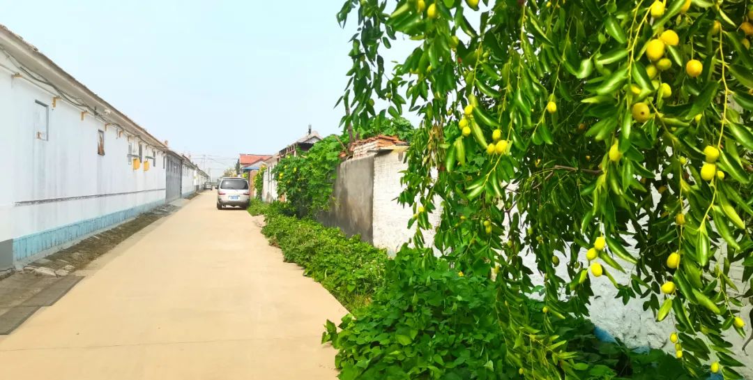 我家街巷最美系列展示东营市广饶县稻庄镇南塔村