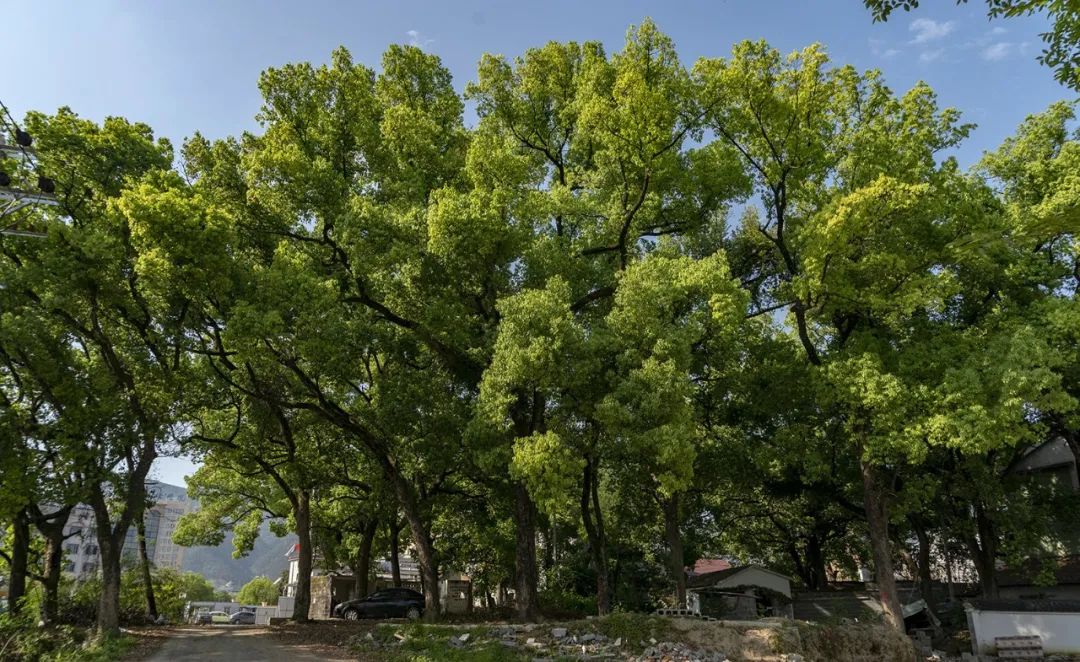 在丽水检察机关"守古树,护名木"公益诉讼专项监督行动的积极介入下,这