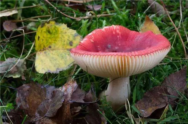 这些蘑菇有毒你认识几种