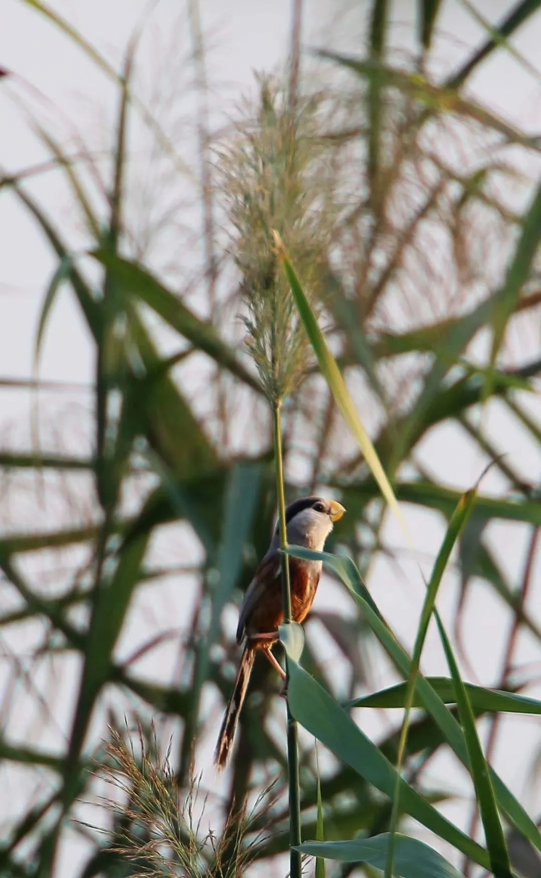 生态淮阳引鸟栖珍稀濒危的震旦鸦雀在龙湖安家落户