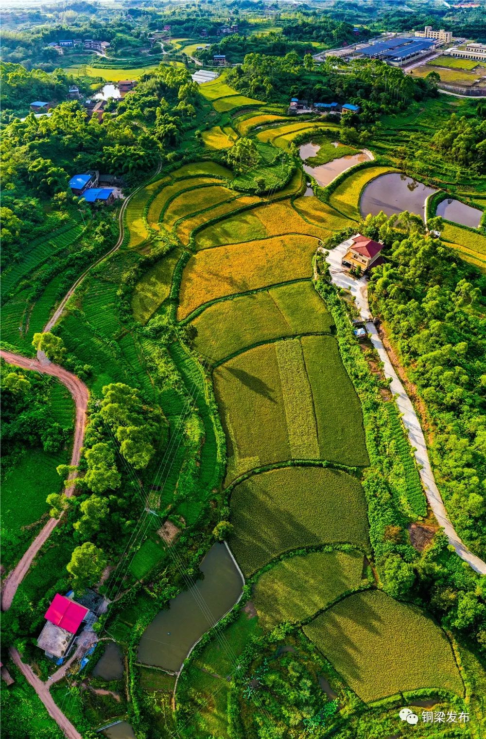 【官宣】铜梁9个村拟认定为"国家森林乡村"!有你们村吗