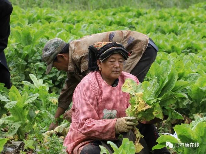 马尔康人口_四川的一个袖珍城市,城区常住人口约3万人(2)