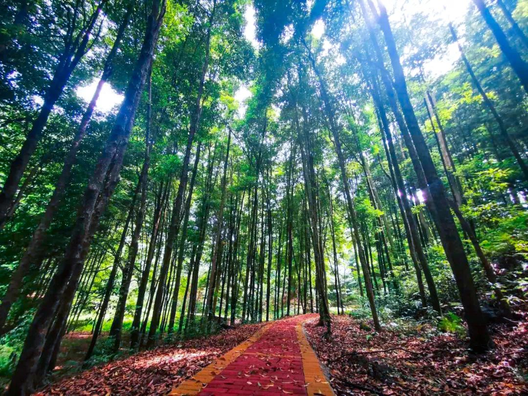 超美超珍贵永川这片林木成为全国最大重庆唯一