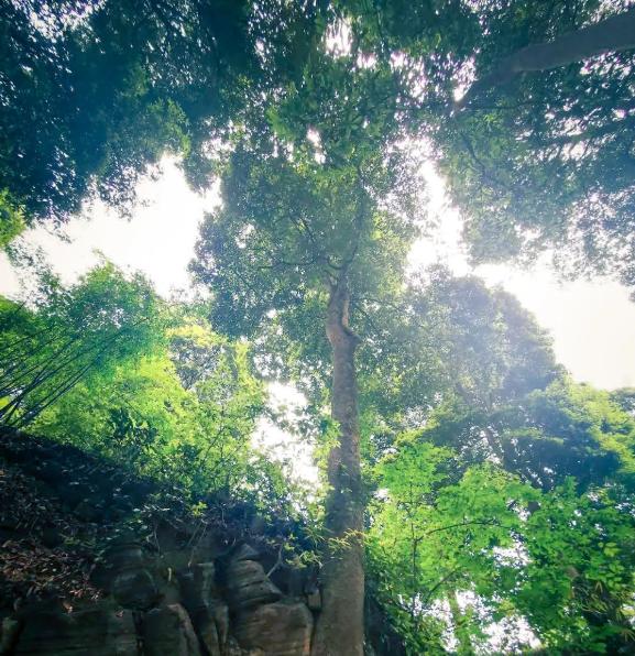 永川区桢楠林木种质资源库国家级林木种质资源异地保存综合库作为重庆