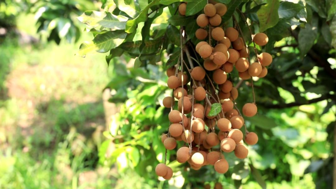 多汁香甜永川龙眼新鲜上市