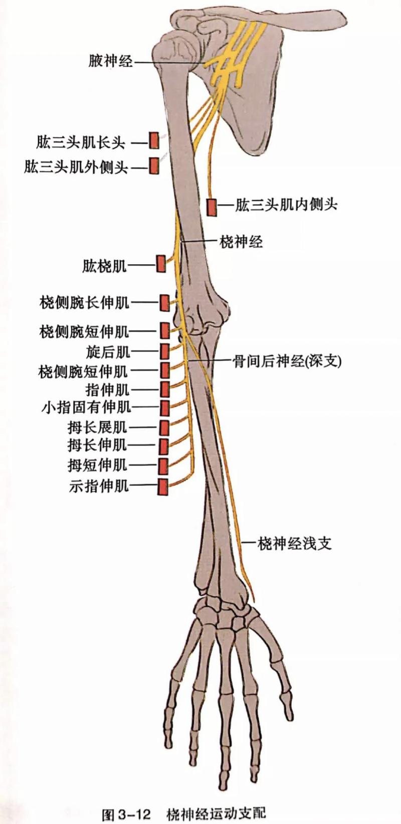 肱三头肌在哪图解图片