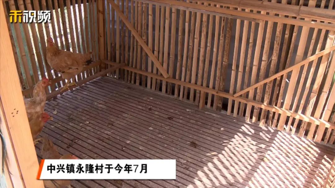 走进永隆村村民施建邦的后院,这里的鸡棚有点特别,全是用竹子搭建而