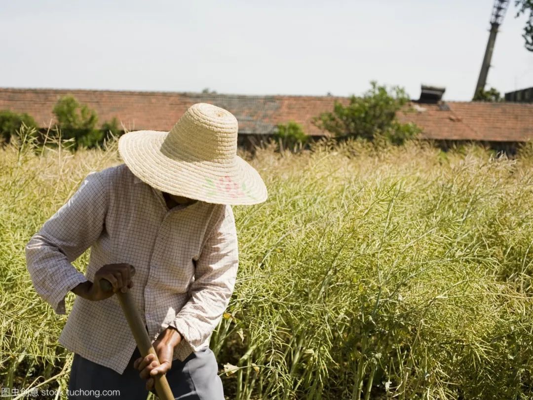 人民公社时期,社员们下地集体劳动,每人戴顶草帽是标配.