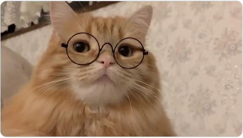 猫猫狗狗都有专用眼镜戴了画风太好玩