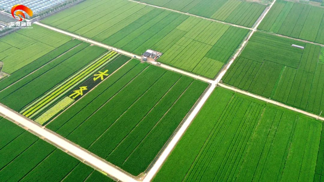 美东港这里有片彩色稻田约吗