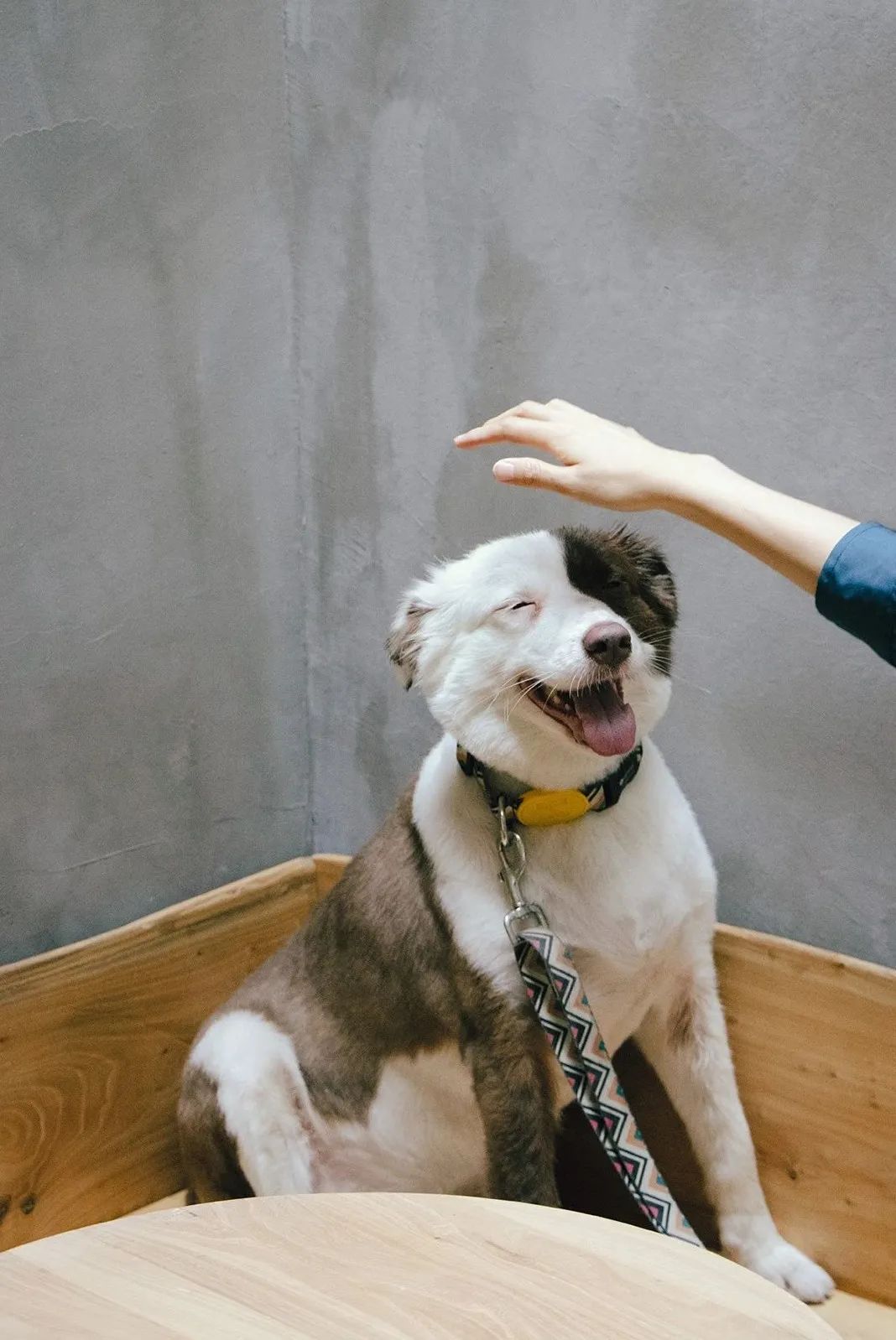 如果感到幸福你就汪汪汪