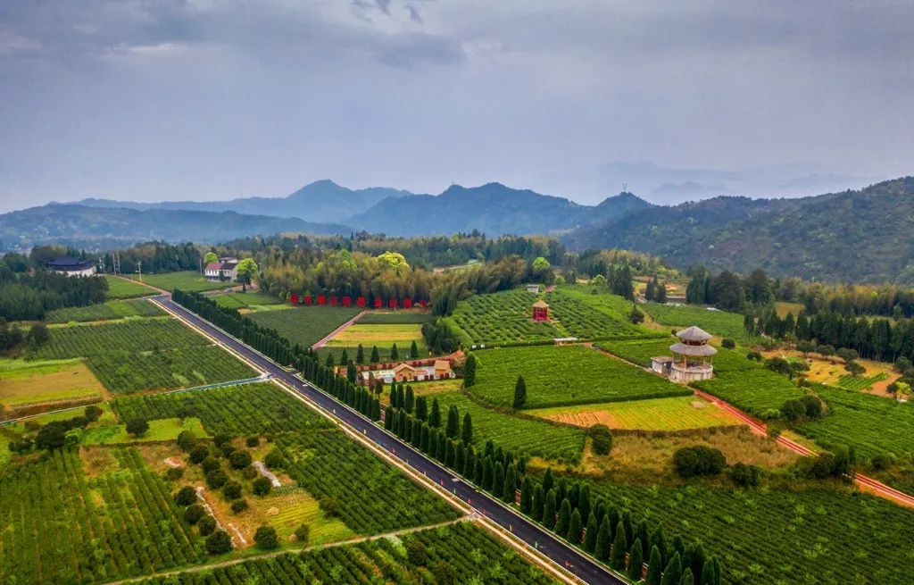 百丈漈镇新亭茶园—金求真 摄
