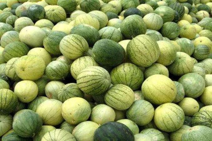 秋天的最爱靖远籽瓜