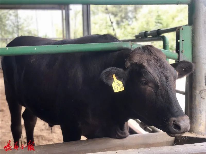 睡的是锯末软床,"住的是田园别墅,听的是经典音乐,工作人员称这些黑牛