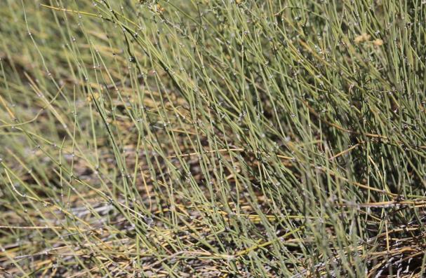 麻黄草的全草及种子有毒,人大量服用后会导致中枢兴奋,神经过敏,焦虑