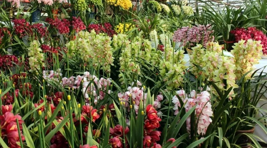 天津时令草花批发市场地址