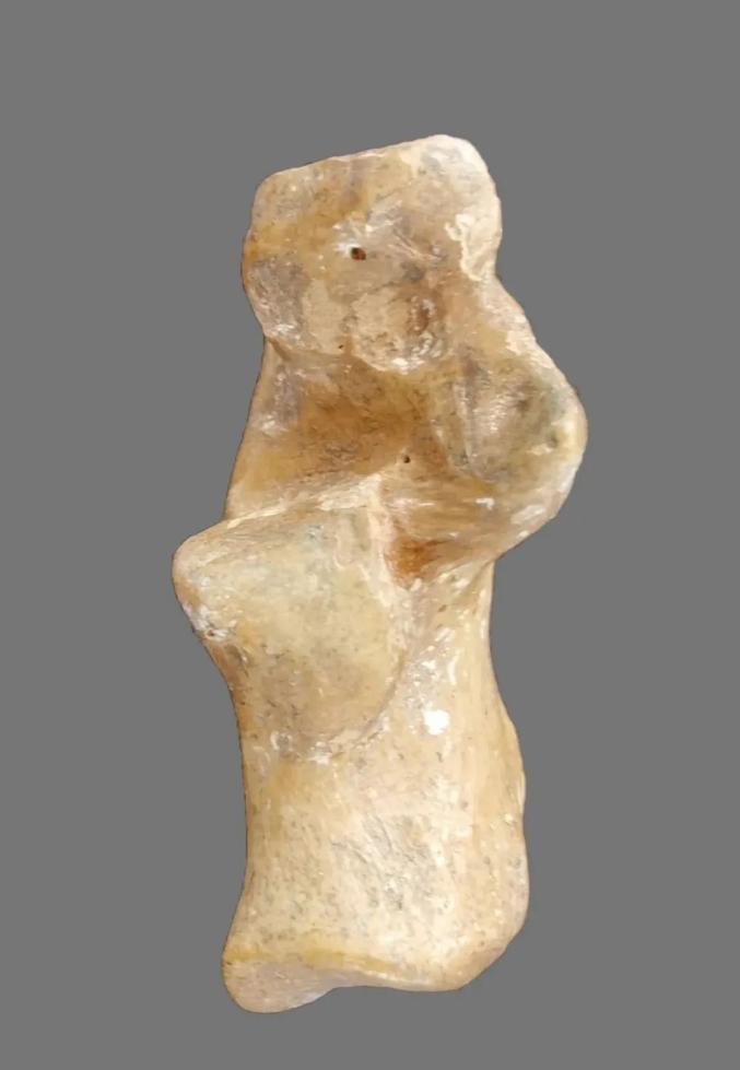 【探索】最新发现!640万年前的昭通中猴可能是亚洲金丝猴祖先