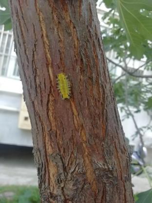 警惕近期鹤壁多人被这种虫蜇伤遇到千万要小心