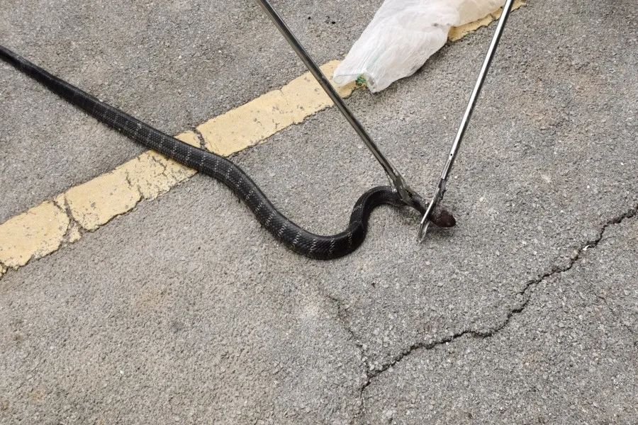 蛇出没2米多长眼镜王蛇闯入蒙自一村民家中