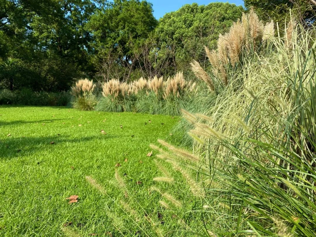 花花多姿小草也不甘寂寞快来这些公园赏草吧