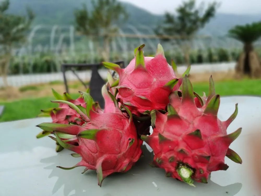 巾帼农创销万户巾帼农创线上集市94绿馨农场火龙果