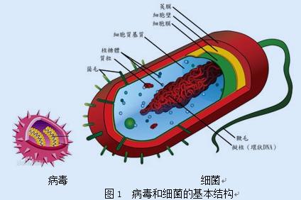 什么是病毒?它和细菌有何异同?